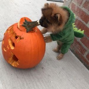 XS Dinosaur Pet Costume Clothes New